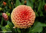 高清唯美大丽花特写图片