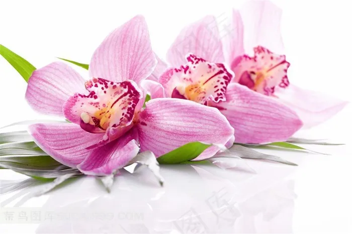 粉红色兰花