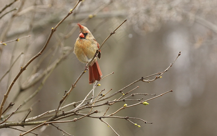 春天枝头小鸟图片