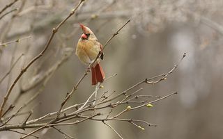 春天枝头小鸟图片
