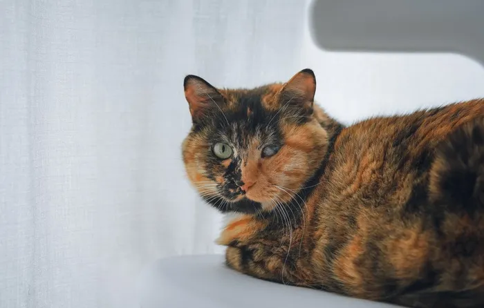 可爱猫咪猫猫摄影素材