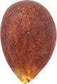00_Apple Seed