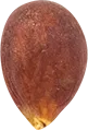 00_Apple Seed