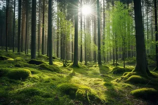 阳光透过森林里的间隙露出来的光晕光影摄影图