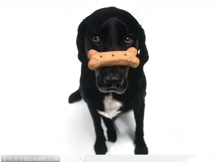 鼻子上顶着狗饼干的狗狗