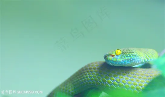 眼镜蛇高清图片 眼镜蛇高清图片
