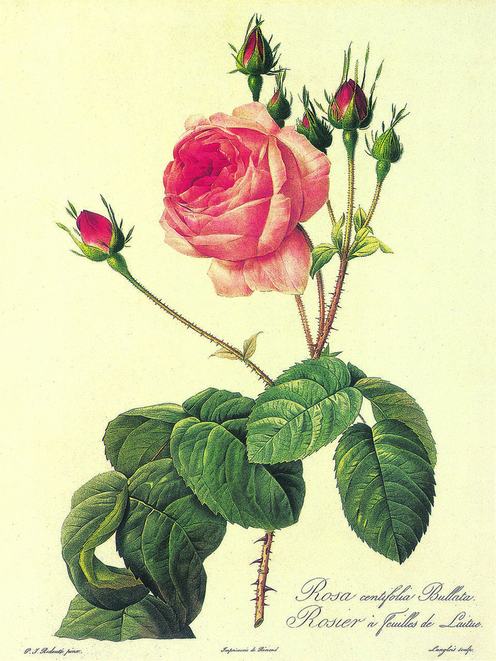 玫瑰花花卉树枝插画