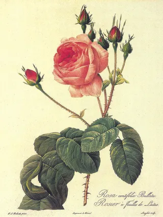 玫瑰花花卉树枝插画