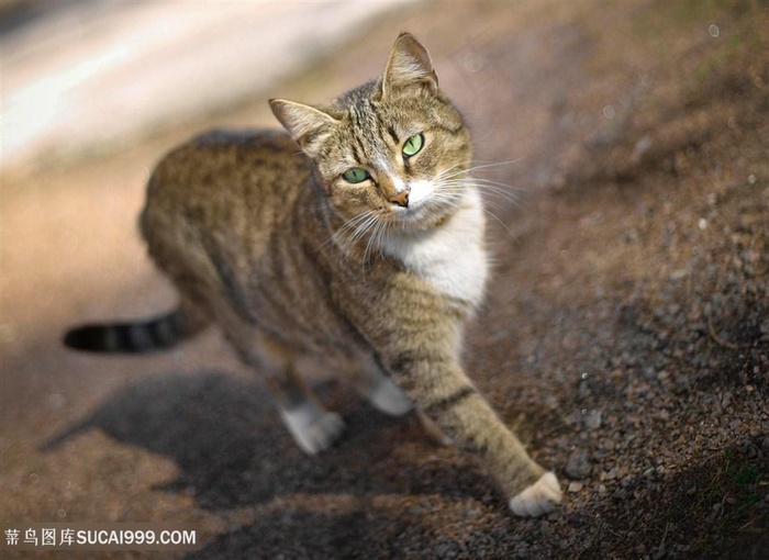 高清沙滩上漫步的猫咪图片