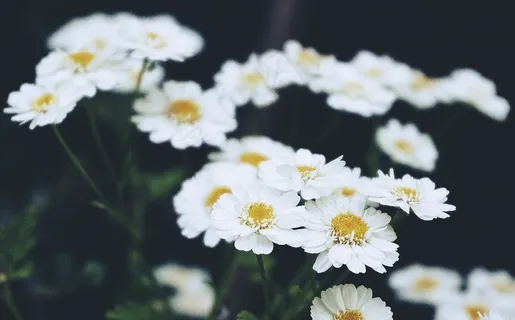 白色的野菊花图片 白色的野菊花图片