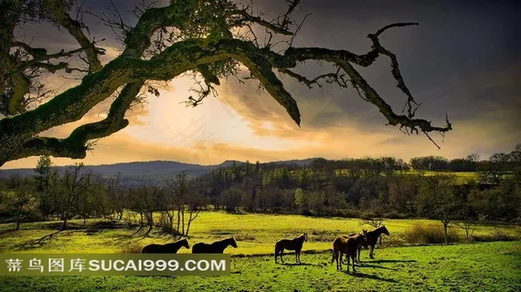 余晖下的野马高清摄影图片