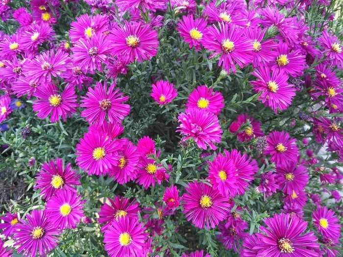 高清荷兰菊图片