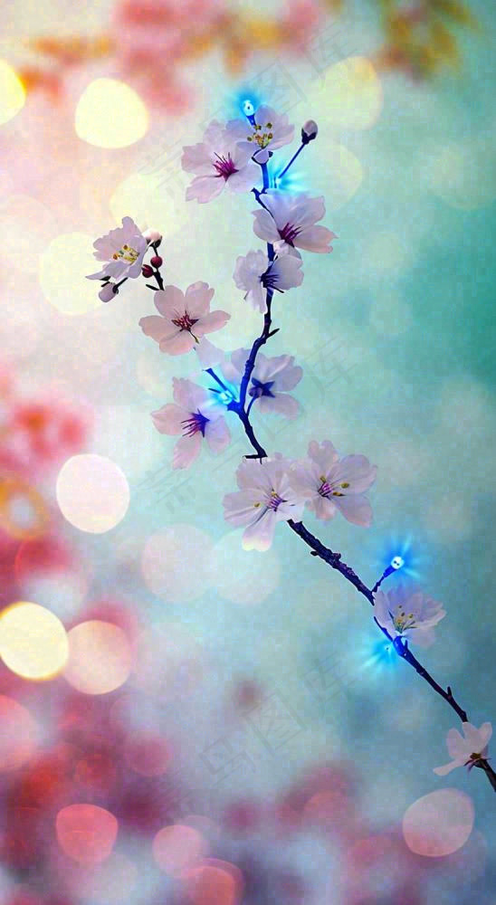 春天浪漫花朵白色樱花，立春春分惊蛰摄影图(816x1488)