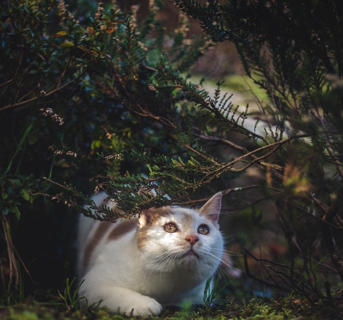 可爱猫咪猫猫摄影素材