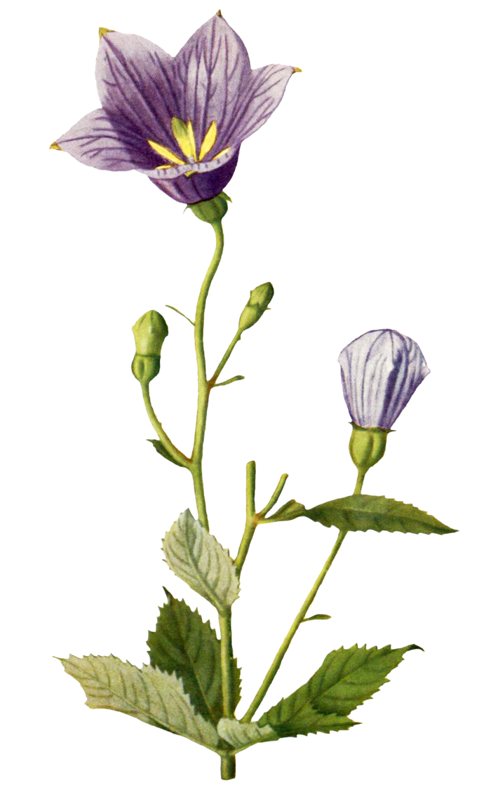 复古手绘植物花卉玫瑰花PNG免扣图案高清图片PS设计素材图