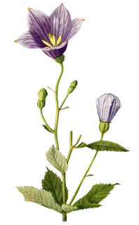 复古手绘植物花卉玫瑰花PNG免扣图案高清图片PS设计素材图