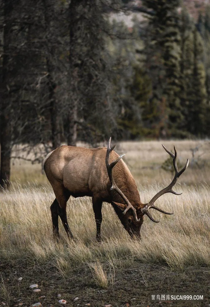 树林野生麋鹿图片
