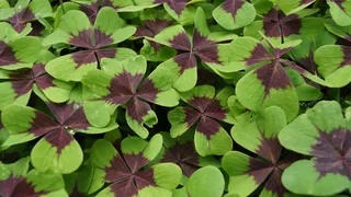 绿色四叶草背景图片