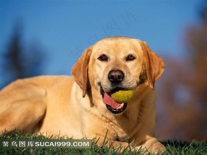 草地上躺着嘴巴咬住球球的小狗