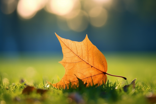 秋天黄色落叶掉落在草坪上摄影图