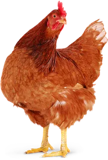 母鸡卡通养殖现代农业