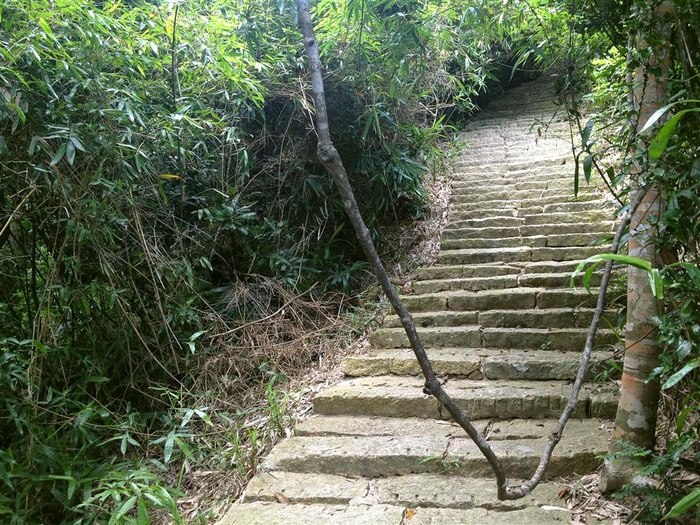 茂密山林中的石台阶