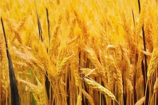 秋季小麦麦穗丰收背景