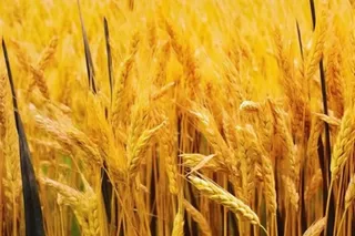 秋季小麦麦穗丰收背景