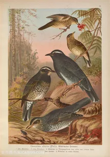 高清水彩捉虫摘果的鸟群插画图片 高清水彩捉虫摘果的鸟群插画图片