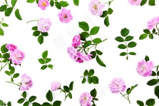 玫瑰花朵底纹背景图片