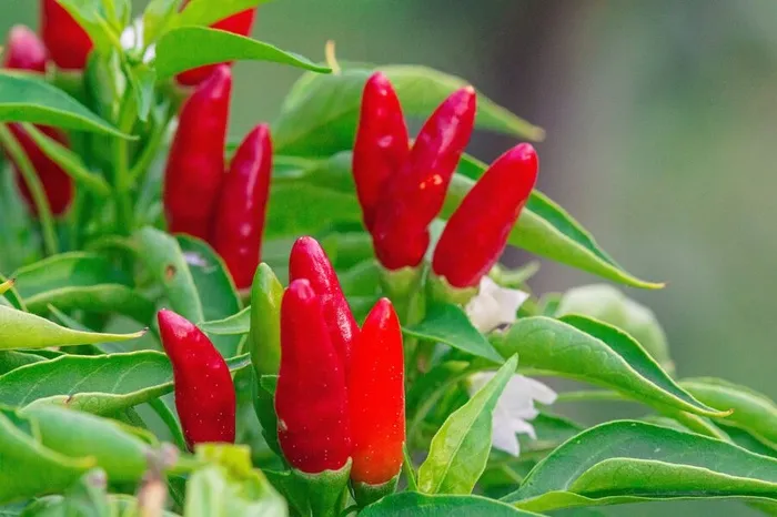 新鲜红色朝天椒图片