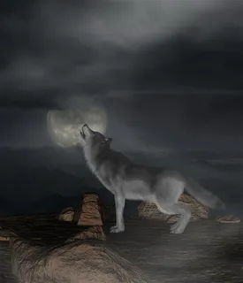 月夜狼嚎图片 月夜狼嚎图片