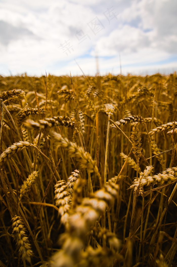 金色麦田风光竖图