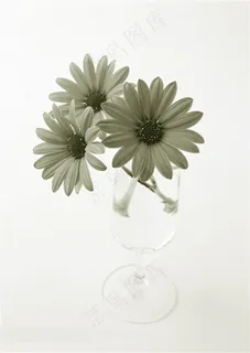 菊花无框画花朵装饰画