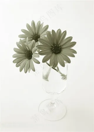 菊花无框画花朵装饰画