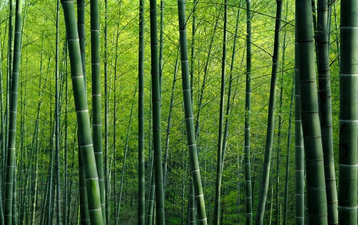 杭州雅竹旅游风景