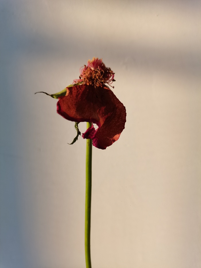 凋零的玫瑰花