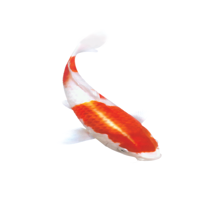 古典元素传统鲤鱼