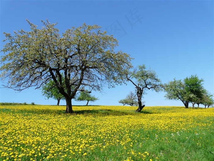 蓝天下的黄花菜地