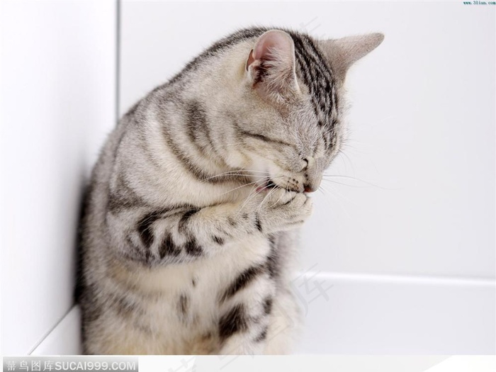 捂着嘴巴偷着乐的猫