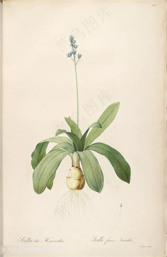 雷杜德唯美植物花草图谱插画