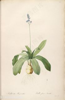 雷杜德唯美植物花草图谱插画