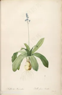 雷杜德唯美植物花草图谱插画 雷杜德唯美植物花草图谱插画