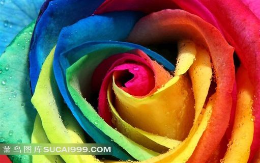 彩虹玫瑰图片