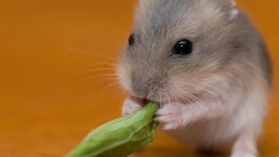 可爱宠物仓鼠摄影图片