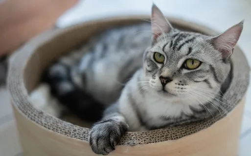 可爱猫咪猫猫摄影素材 可爱猫咪猫猫摄影素材