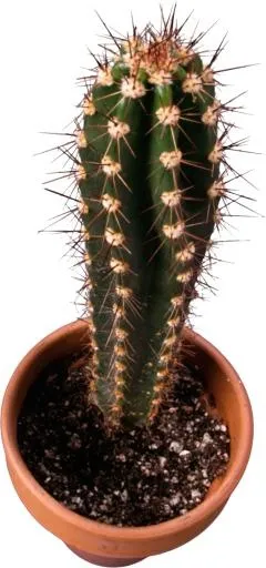 仙人掌 PNG免抠(1113x2372)