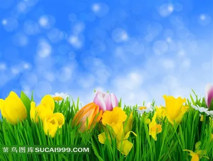 郁金香青草背景