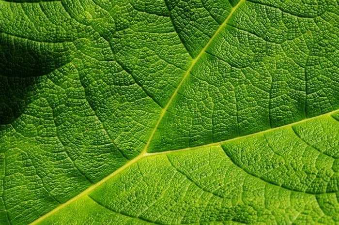 绿色的叶子特写高清图