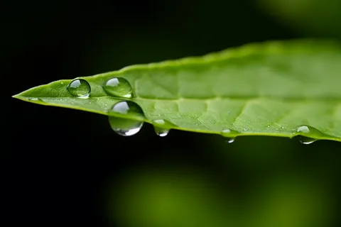 叶子上的露珠绿叶摄影图 